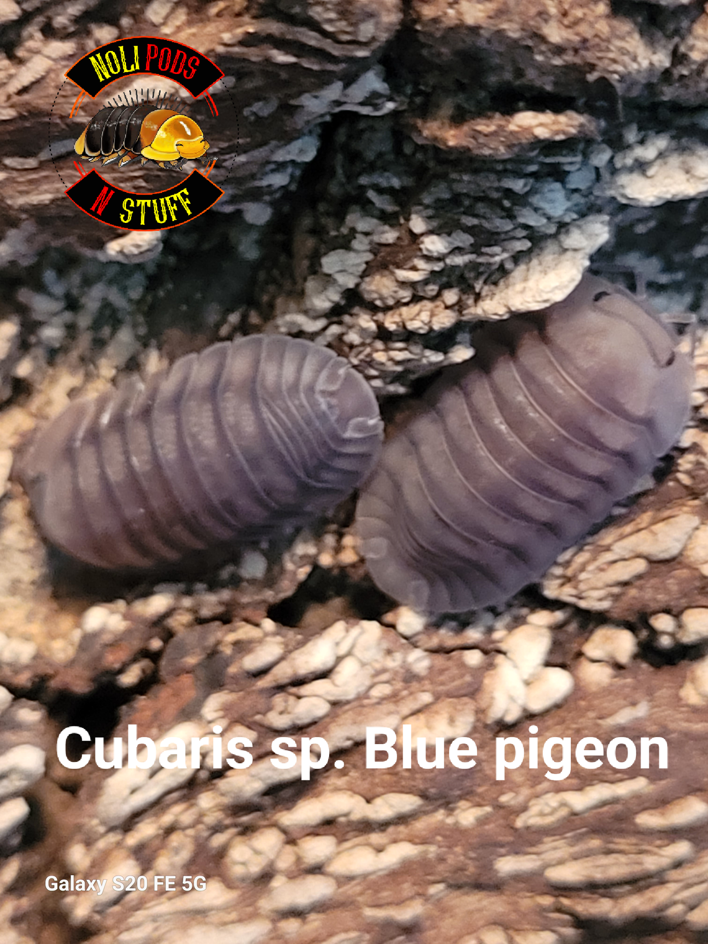 Cubaris sp. Blue pigeons (10+)