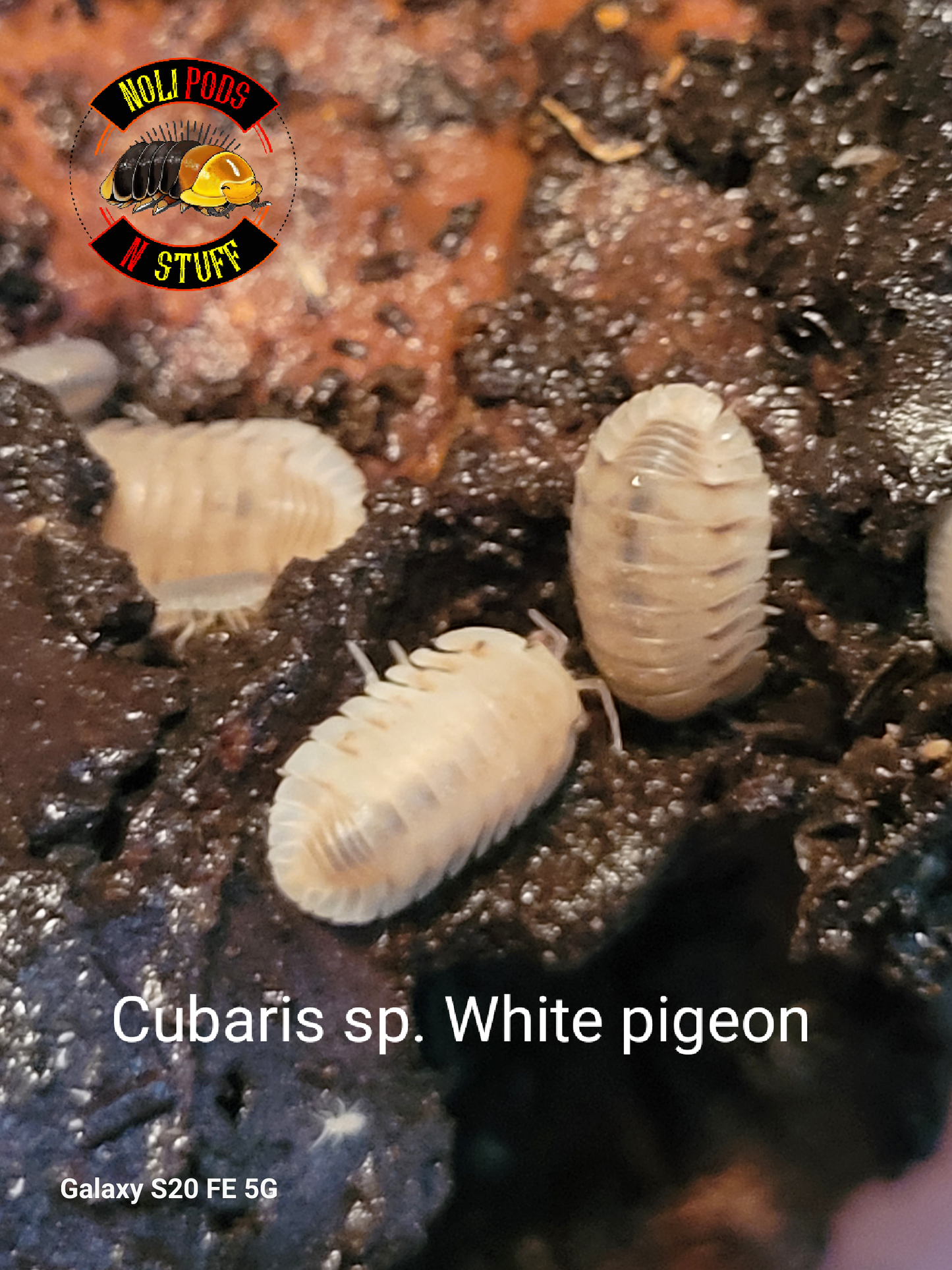 Cubaris Sp. White pigeon (10+)