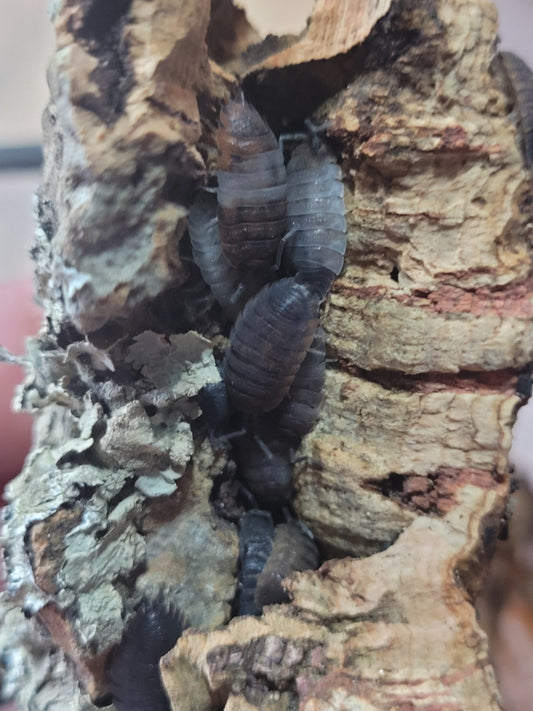 Porcellio Scaber Sp. Skewbald tri (12+)