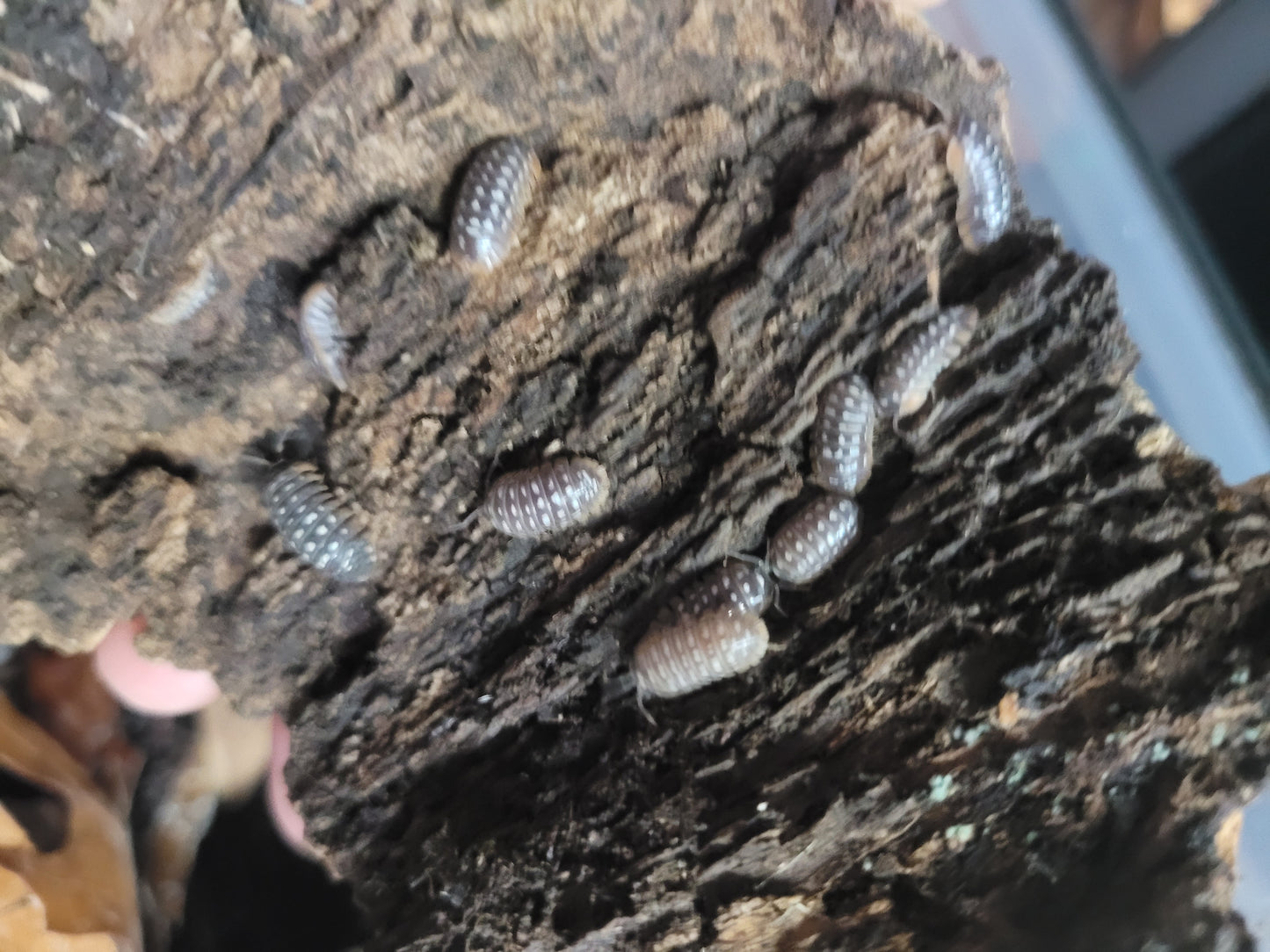 Armadillidium Werneri greater clown (10+)