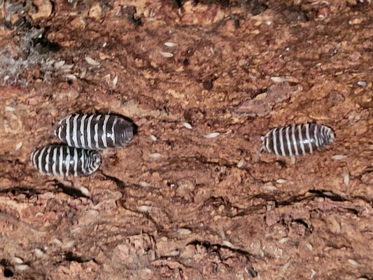 Armadillidium Maculatum sp. zebra (12+)