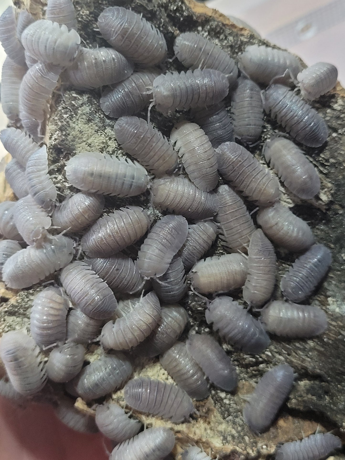 Armadillidium Omblae Sandstone (10+)