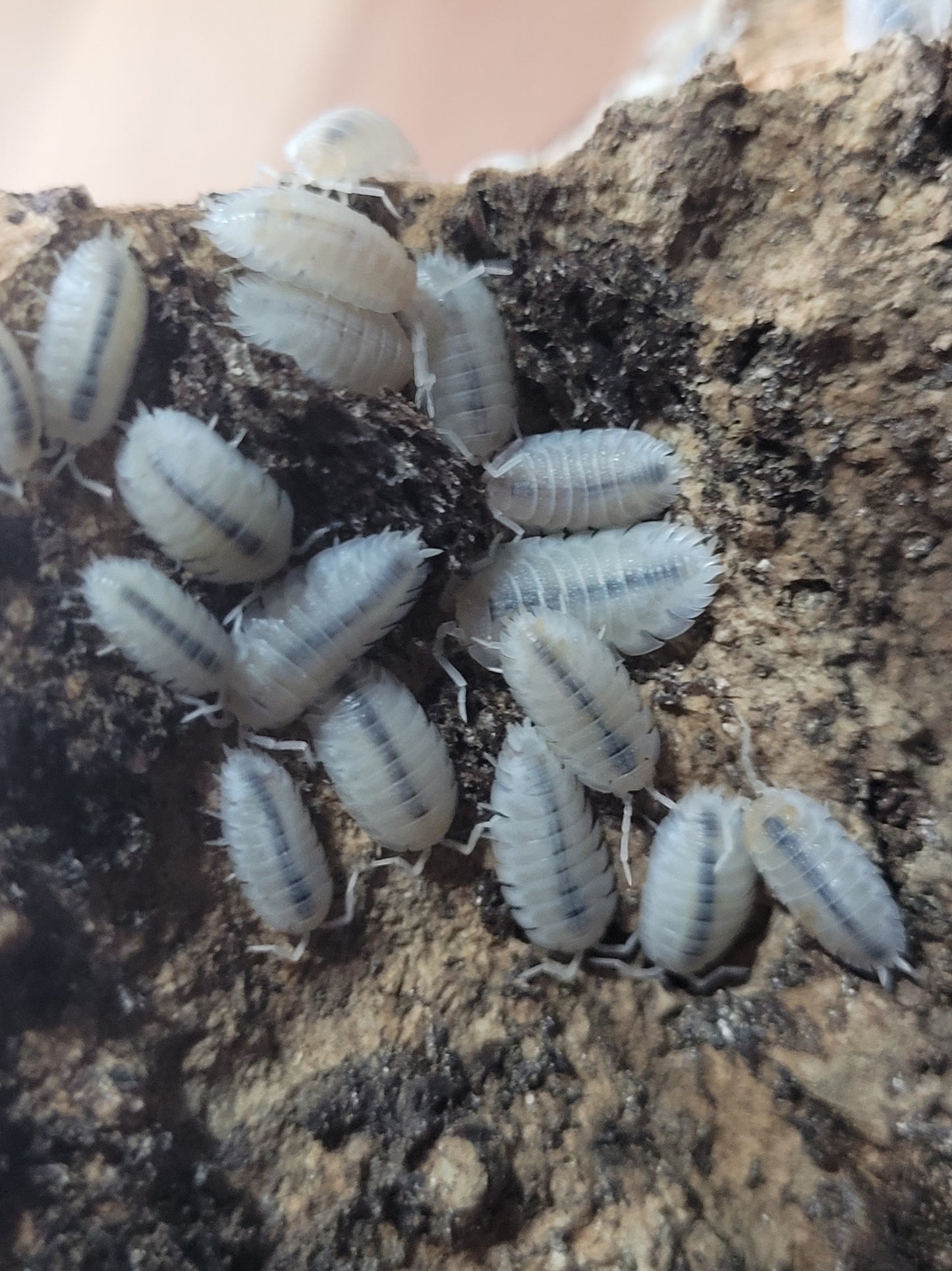 Porcellio Scaber Sp. Snow koi (12+)