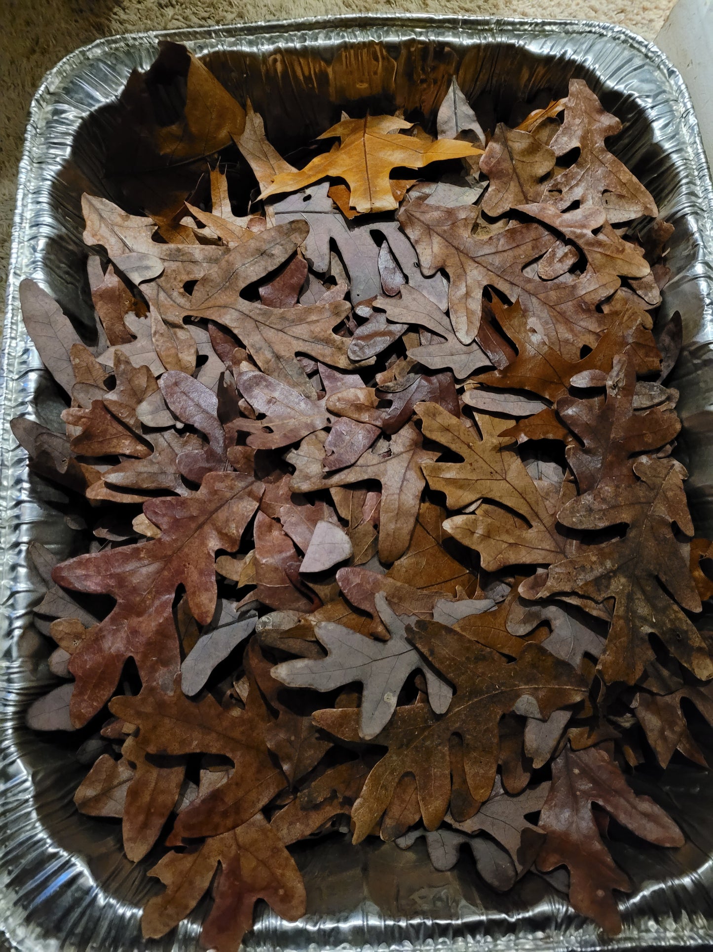 Black oak leaf litter