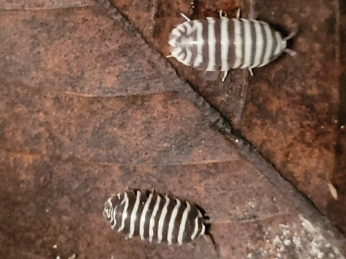 Armadillidium Maculatum sp. zebra (12+)