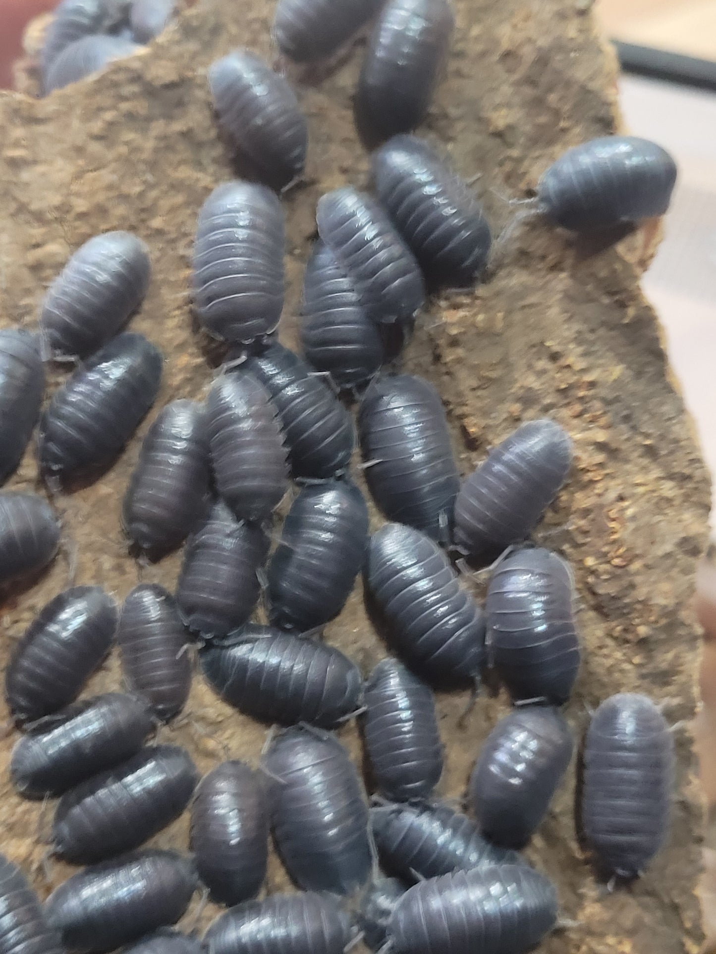 Armadillidium CF. Pallasii (10+)