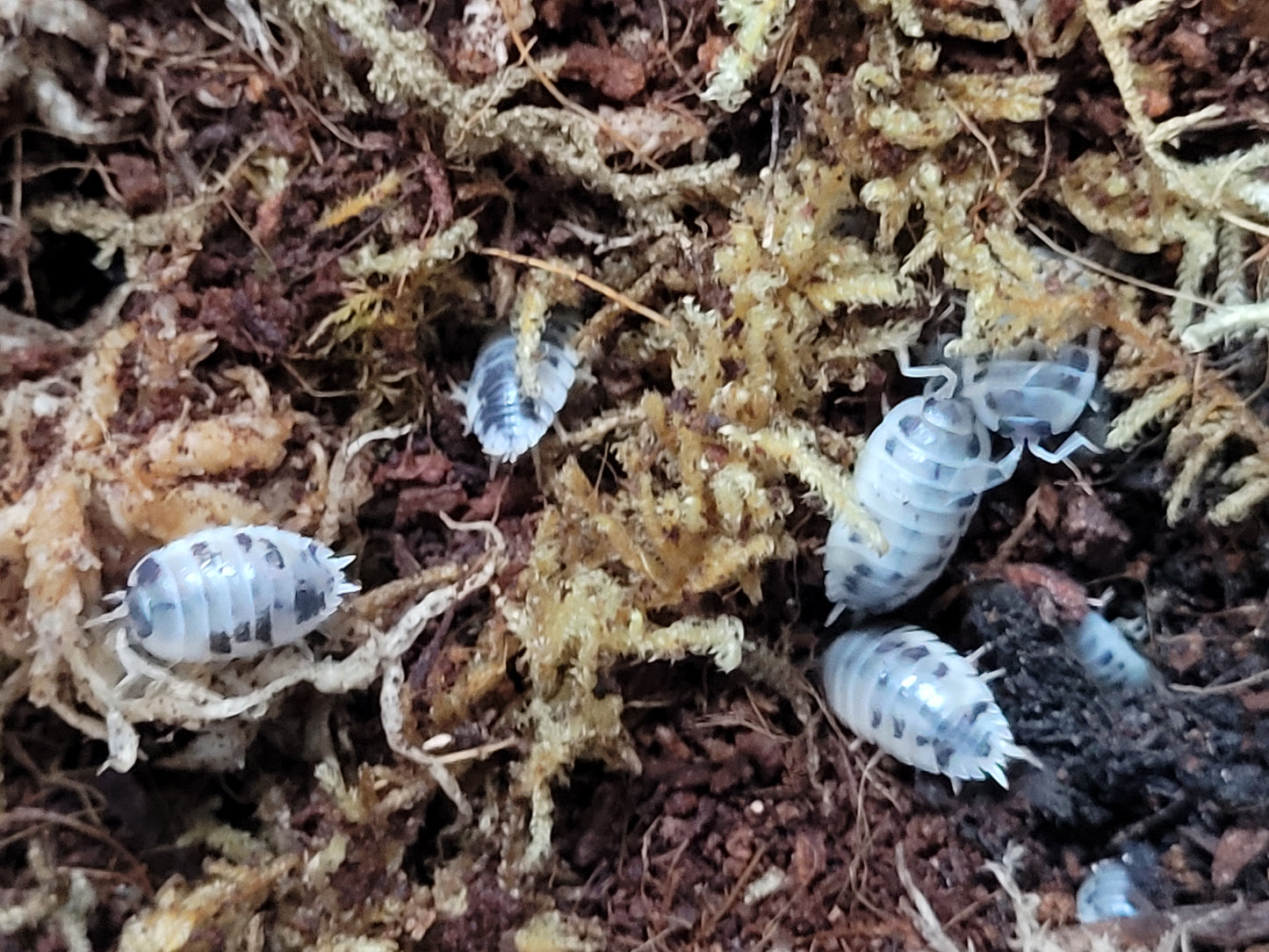 Porcellio Laevis dairy cow (12+)