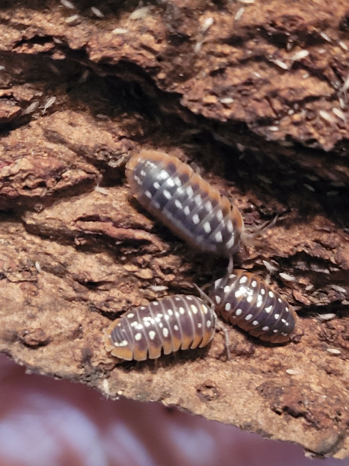 Armadillidium Klugii Montenegro clown (12+)