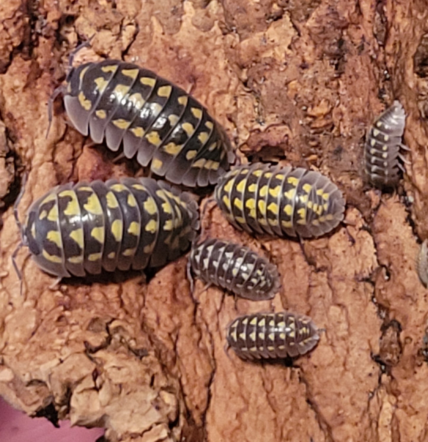 Armadillidium Gestroi (12+)