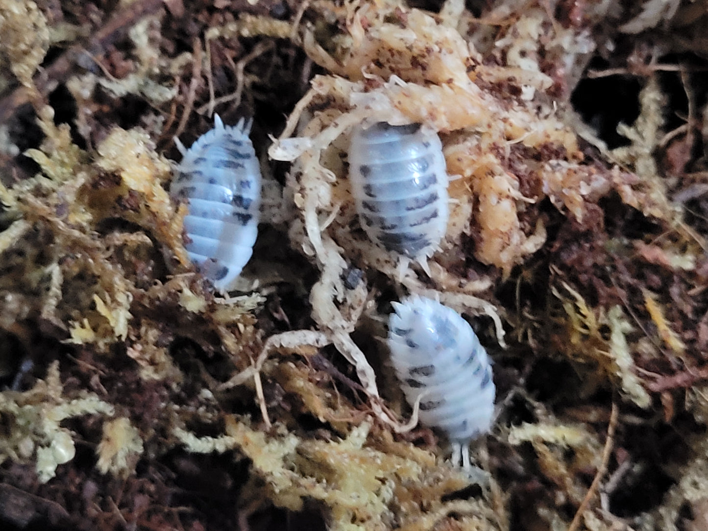 Porcellio Laevis dairy cow (12+)