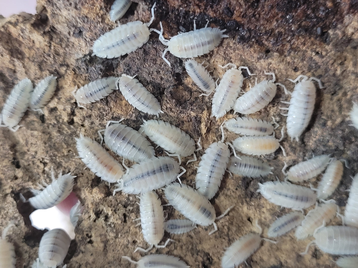 Porcellio Scaber Sp. Whiteout (12+)