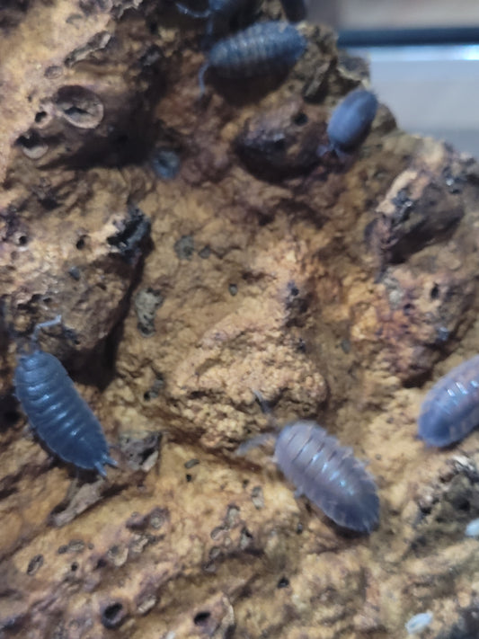 Porcellio Scaber Sp. Lava (10+)